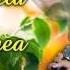 Angela Gheonea Colaj De Petrecere Contact 0745304454