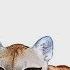 The Animal Sounds When Puma Sounds Sound Effect Animation