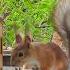 Бусинка ужинает белки бельчонок Squirrel Animals Music