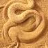 Sahara Sand Viper Disappears In The Sand In The Desert Of Morocco Herping Viper Sandviper