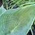Сад хост в Бийске Хосты в саду Хоста королева тени Hosta Garden Tour 2022 хосты хоста сад