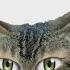 The Animal Sounds Angry Cat Yowling Sound Effect Animation