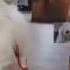 Watching Gabe The Dog Don T Stop Me Now Queen