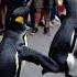 Penguins Dancing Wildly In The Street Doing The Erik Dalı But Why