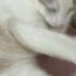 Котенок Принц Cat Funny кот