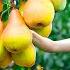 Ly Trieu Ca Harvesting Sweet Giant Tropical Bell Pear How To Traditional Fruit Cake In Village
