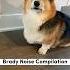 Corgi Noise Compilation Corgi Dogs