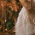 Air Bud 1997 ORIGINAL TRAILER HD