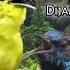 Suara Pikat Burung CIPOH DAN SOGON Ampuh