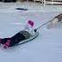 Cute Labrador Pulls Kid In Sled Through The Snow