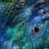 Astrix Avalon Moonshine Video Out Now