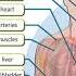 Action 10 Module 9 P114 Ex1 Human Anatomy Vocabulary