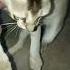 Oldies Coversong Singer Song Vintage Animalrescue Cat Funny Cute Kitten