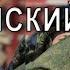УКРАИНСКИЙ ПЕСЕЦ ИЗ КИТАЯ ХАРАКИРИ Веллер 25 01 2022