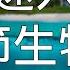 引導睡眠 一小時中文催眠調節生物鐘深度放鬆療愈海洋聲音