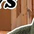 HOME RENOVATION UPDATES Choosing Floors Plastering Delays Wall Removal Ciara O Doherty Vlogs