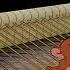 Tom And Jerry The Cat Concerto Friska