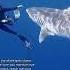 POV You Re A Professional Shark Diver For A Living