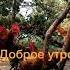 Доброе утро от этих петухов