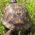 200 Million Years Of Turtle Wisdom Nature Break With Mandy