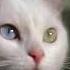 РЕКЛАМНЫЙ РОЛИК WHISKAS