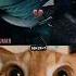 Give This Video Title Warning Answer Cat Memes Dance Trending