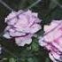 LIL PEEP DEATH PLUS Garden FULL EP