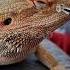 Bearded Dragon Nostril SHED REMOVAL Stayrad Beardeddragons ChuckNorrizBeardedDragons