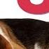 Sound To Make Your Dog Sleep Within 5 Minutes Dog Hypnosis