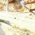 Bad Treatment Of Ali S Bandits To Farida For Narges Who Ran Away