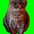 Angry Grumpy Cat Green Screen
