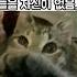 고양이 발바닥 빠는 소리 ASMR