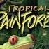 Tropical Rainforest Documentary 92