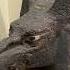 World History A Remarkable Ancient Egyptian Wooden Mask Of Anubis Shorts
