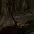 Skyrim Moments 38 Shorts Pc Skyrim