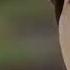 眼中有泪心中有你 Yan Zhong You Lei Xin Zhong You Ni Didalam Mata Ada Airmata Didalam Hati Ada Kamu
