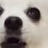 A Tribute To Gabe The Dog RipGabe