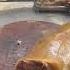 Dog Meat Food Specialfood Streetfood