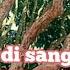Vidio Burung Korlap Ribut Suaranya Cocok Buat Pikat Dan Pancingan