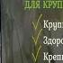 Monge Bwild для крупных кошек