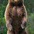 Bear Now And 5000 Bce Bear Shorts Animals Evolution Mythology Bears Evo YT