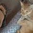 SLANDER I M Sorry Don T Leave Me LOVE IS GONE Loveisgone Shorts Cat