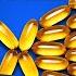 What Happens If You Consumed Omega 3 Fish Oils For 30 Days