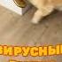 ВИРУСНЫЕ ВИДЕО Игра в прятки