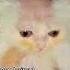 Top 5 Funny Cat Moments