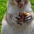 This Baby Squirrel Makes The Most Adorable Chewing Sounds