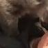 Sweet Tiny Wombat Turns His House Upside Down When He Becomes A Teenager The Dodo
