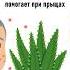 Алоэ вера помогает при прыщах алоэвера прыщи алоэ дерматология