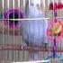 Dancing Parrot Kyzya Gangnam Style Another Version