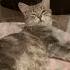 спасибо дура ржачныевидео юмор Cat Shortscats приколы жиза смех до слез кот